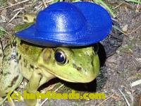 /home//u458753944/public_html/sourcegallery//Frogs/More bullfrogs/P8170156.JPG